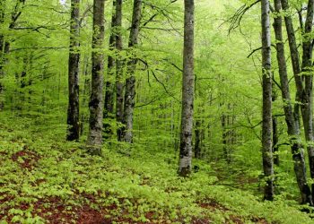 A Lanciano gli stati generali delle foreste d’Abruzzo: al via il venerdì