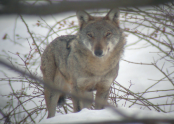 I lupi che scendono in collina e in pianura, aumentano le occasioni di incontrarli: giornata informativa