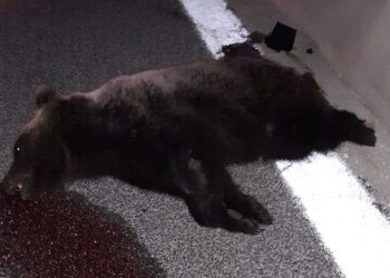 Gestione degli orsi: dati alla mano il “modello Abruzzo” non è affatto meglio di quello del Trentino, anzi…