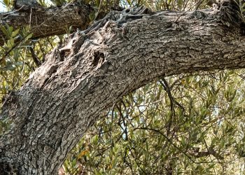 Il 27 e 28 Maggio torna EVO Abruzzo del Movimento Turismo dell’Olio