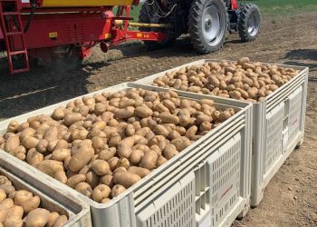 Filiera pataticola, presto al Masaf un tavolo con i rappresentanti del settore