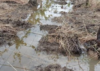 Maltempo e danni al raccolto, Coldiretti chiede alla Regione lo stato di calamità