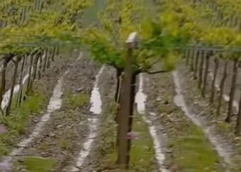 Forti piogge in Abruzzo, campi allagati e colture a rischio: si contano i danni