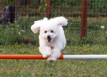 L’Aquila rinasce con lo sport, venerdì open day al centro cinofilo Gran Sasso