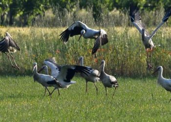 Le straordinarie immagini delle cicogne bianche: 30 esemplari avvistati in Val di Sangro