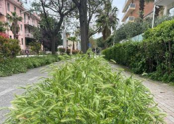 A Pescara è emergenza forasacchi, appello dell’associazione Confido al Comune: pericoloso per i cani