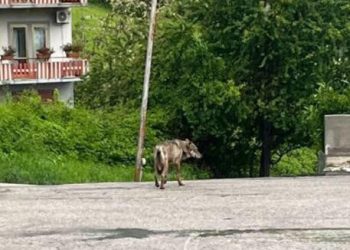 Lupo aggredisce un cane e la sua padrona, forse affamato e pericoloso