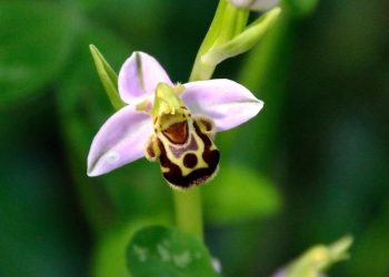 Orchidee, bellezze rare in terre uniche: a Torrebruna il 13 e 14 maggio