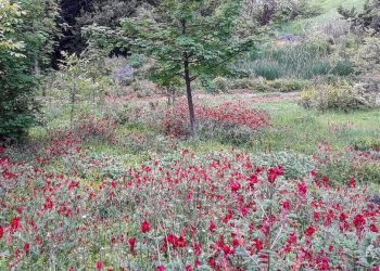 Appuntamento in giardino, al parco Lauretum per scoprire il paesaggio culturale di Loreto Aprutino