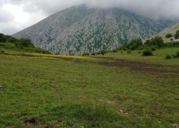 Lupi, orsi e grifoni sempre più in pericolo: trovata una carcassa di maiale cosparsa di veleno
