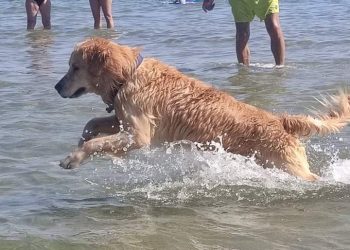 Cani in spiaggia, Animalisti italiani: “Il Comune di Giulianova fa ostracismo”