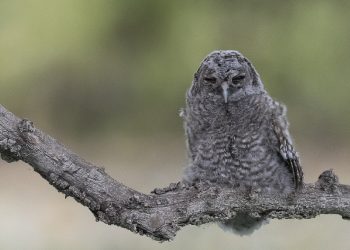 A Villalago un corso di fotografia naturalistica: guardare e raccontare le meraviglie del Creato