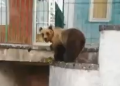 Avvistata un’orsa insieme al suo cucciolo per le strade di Roccaraso (Video)