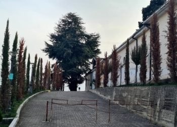 Cipressi piantati nel cimitero di Tollo, comitato cittadino: dopo un mese già secchi