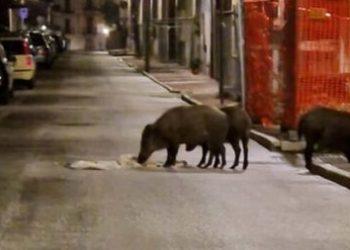 Invasione di cinghiali in paese, il sindaco di Popoli ordina l’abbattimento
