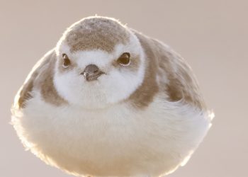 Ecco lo scatto del “musetto furbo” del fratino, la migliore pubblicità per la sua conservazione