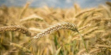 I cereali autoctoni: tendenze e prospettive, il convegno dell’Università di Teramo e Accademia della cucina