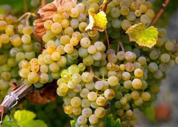 Pecorino, l’esperto Odoardi: il primo clone italiano è stato selezionato in Abruzzo