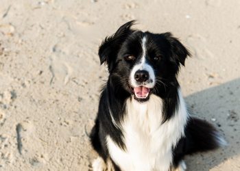 Spiagge libere a disposizione degli amici a quattro zampe a Roseto