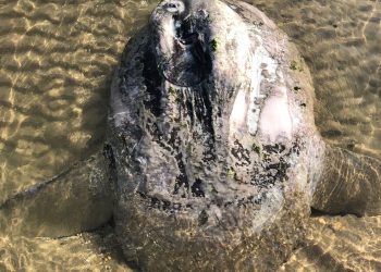 Una carcassa di pesce luna spiaggiata a Francavilla al Mare: l’eccezionale ritrovamento questa mattina