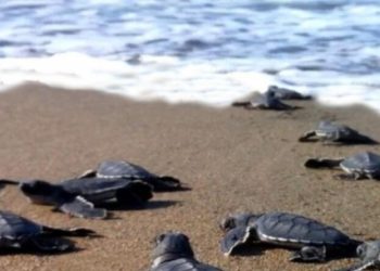 Nido di tartaruga marina a Roseto, il Sindaco firma l’ordinanza per la salvaguardia