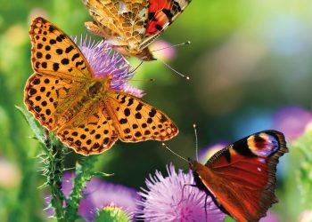 Mostra naturalistica Farfalle dal mondo, un patrimonio di bellezza a Vasto