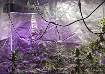 Coltivavano marijuana in casa: arrestati due giovani