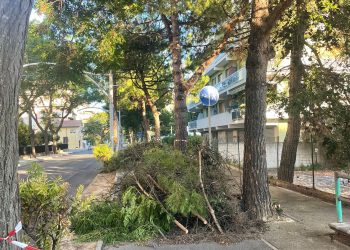 Mattanza degli alberi in estate: la critica del Conalpa Chieti-Pescara