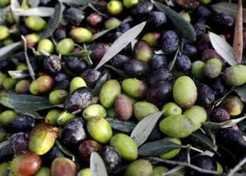 Agricoltura, in anteprima in Abruzzo il rapporto Bio In Cifre 2023