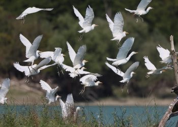 Scoperta la prima colonia nidificante di aironi guardabuoi in Abruzzo: è a Penne