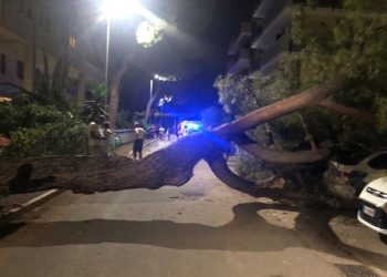 Albero alto 15 metri cade su tre auto in sosta a Roseto, nessun ferito