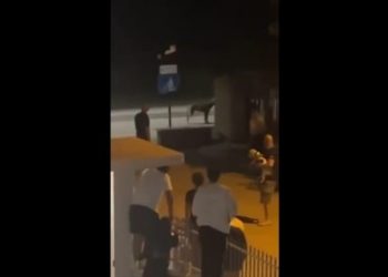 Lupo a Vasto Marina, turisti in fuga alla ricerca di un riparo (video)