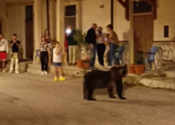 Mamma orsa se ne va in giro tra la gente con i suoi cuccioli (Video)