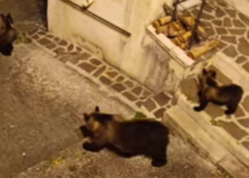 Mamma orsa se ne va in giro tra la gente con i suoi cuccioli (Video)