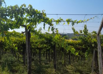 Vendemmia 2023, per Cia in Abruzzo un’annata difficile: stimato un calo produttivo