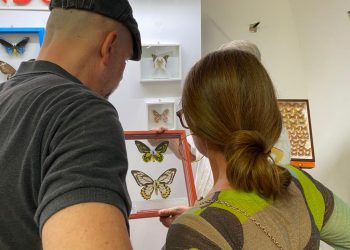 Successo per la mostra “Farfalle dal mondo” a Palazzo d’Avalos a Vasto