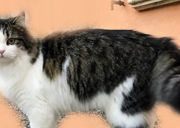Gatta smarrita a Scoppito, l’appello per aiutare a ritrovarla