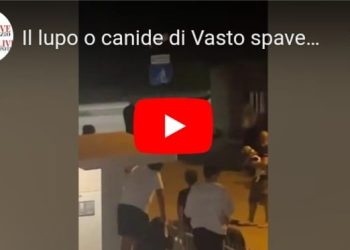 Lupo a Vasto Marina, turisti in fuga alla ricerca di un riparo (video)
