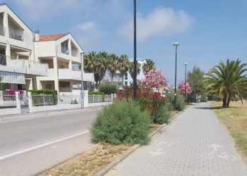 Verde pubblico, Conalpa: “A Giulianova bisogna tornare a una gestione in cui l’albero sia al centro”