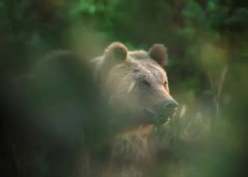 Amarena, il Comune di Villalago si costituirà parte civile: l’orsa era cittadina onoraria