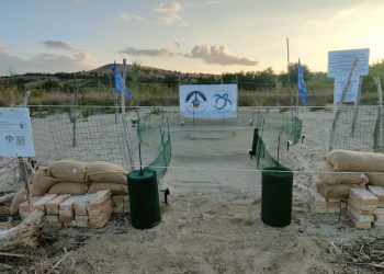 Nido di tartaruga marina nella Riserva Borsacchio: parte il presidio H24 dei volontari