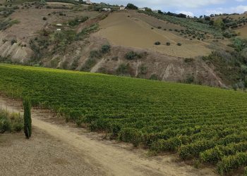 La cantina D’Alesio di Città Sant’Angelo presenta le nuove pregiate etichette