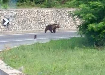 L’orsa Gemma a Scanno, mangia una torta in hotel e va via