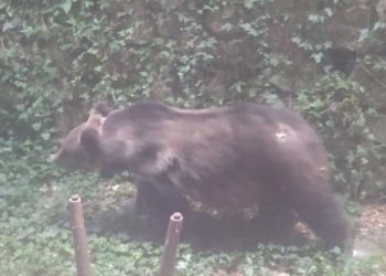 L’orsa Gemma torna “a cena” a Scanno: entra in una pizzeria e divora la farina