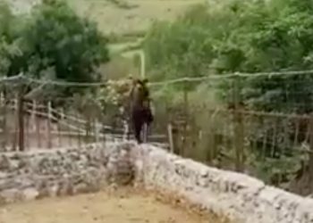 Lancia un badile contro un orsetto, il video diventa subito virale