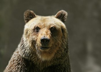 Intervista all’orsa Amarena