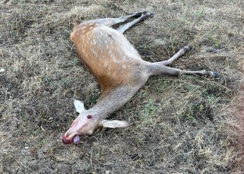 Lupi sbranano una cerva nei pressi del centro abitato di Gioia dei Marsi