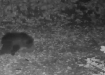 Orsetti dispersi, il Comune mette in campo la termocamera per la ricerca notturna