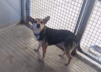 Il cagnolino Derek cerca casa dopo le violenze subite: ecco le informazioni