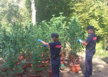 Una piantagione di marijuana alle porte di Carsoli, sequestrate 57 piantine
